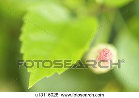 Cool, Exuberating, Plant, Blossoming, Growing, Flowers View Large Photo Image Stock Photo - Cool, Exuberating, Plant, Blossoming, Growing, Flowers. Fotosearch