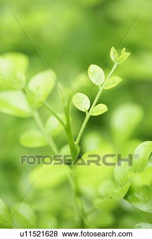 Cool, Plant, Plants, Veins, Exuberating, Leaf, Growing View Large Photo Image Stock Photo - Cool, Plant, Plants, Veins, Exuberating, Leaf, Growing. Fotosearch