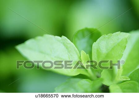 Cool, Plants, Exuberating, Veins, Leaves, Leaf View Large Photo Image Stock Image - Cool, Plants, Exuberating, Veins, Leaves, Leaf. Fotosearch