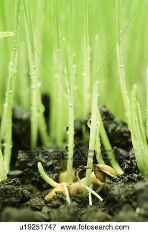 Stock Photo - Cool, Roots, Leaf, Grass, Plant, Drip. Fotosearch