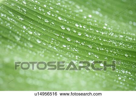 Dropping, Stew, Veins, Exuberating, Growing, Cool, Plants View Large Photo Image Stock Photograph - Dropping, Stew, Veins, Exuberating, Growing, Cool, Plants. Fotosearch