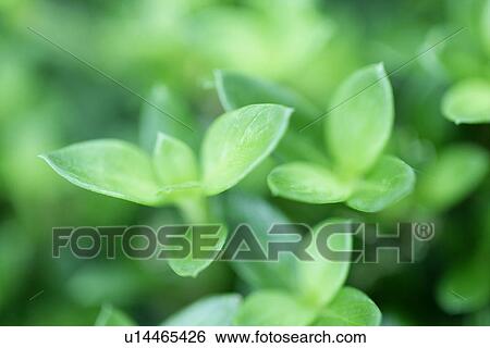 Stock Photograph - Exuberating, Leaf, Cool, Plant, Sprout, Green? Leaves, Leaves. Fotosearch