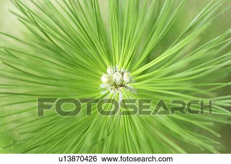 Exuberating, Needle, Plants, Leaves, Thorn, Leaf View Large Photo Image Stock Photograph - Exuberating, Needle, Plants, Leaves, Thorn, Leaf. Fotosearch