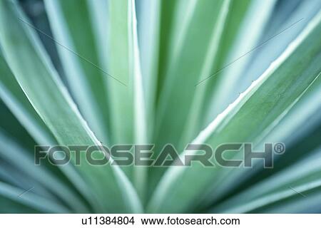Picture - Exuberating, Thorns, Plant, Leaf, Green? Leaves, Vein, Growing. Fotosearch