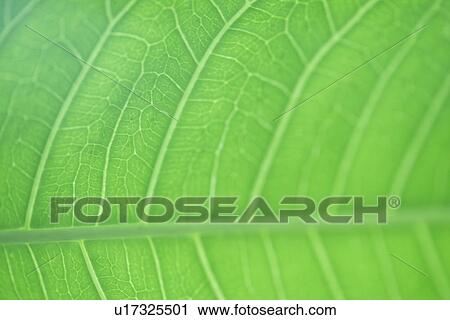 Exuberating, Veins, Plants, Plant, Leaf, Leaves View Large Photo Image Stock Image - Exuberating, Veins, Plants, Plant, Leaf, Leaves. Fotosearch