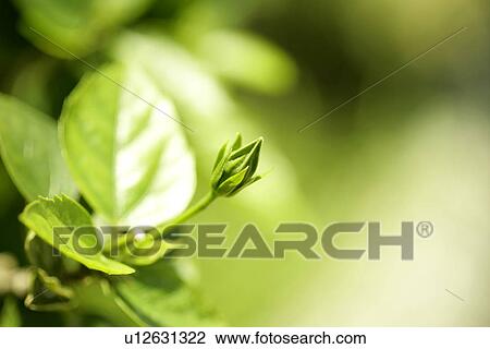 Flowers, Plant, Flower, Cool, Blossoming, Buds View Large Photo Image Stock Image - Flowers, Plant, Flower, Cool, Blossoming, Buds. Fotosearch