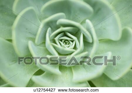 Stock Photo - Flowers, Plant, Plants, Cool, Leaves, Vein. Fotosearch