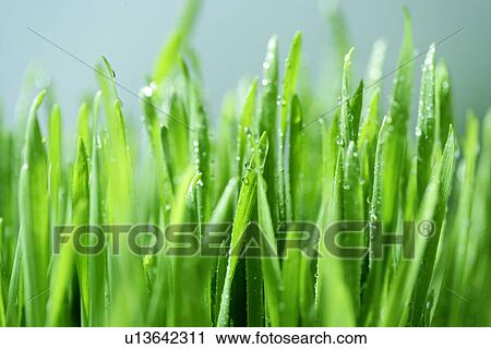 Grass, Dripping, Leaves, Condensing, Cool, Water View Large Photo Image Stock Image - Grass, Dripping, Leaves, Condensing, Cool, Water. Fotosearch