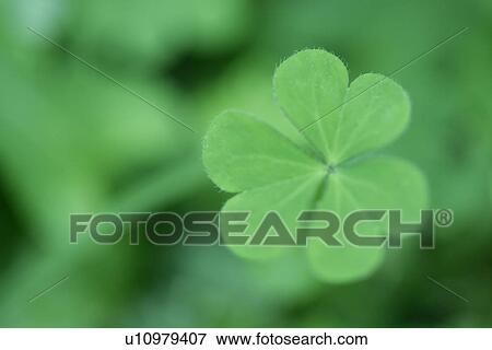 Grass, Vein, Growing, Cool, Leaf, Exuberating View Large Photo Image Stock Photo - Grass, Vein, Growing, Cool, Leaf, Exuberating. Fotosearch