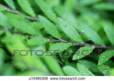Stock Photograph - Green? Leaves, Exuberating, Plants, Plant, Cool, Leaves, Leaf. Fotosearch