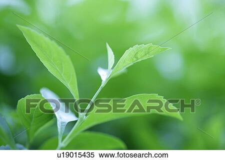 Green? Leaves, Exuberating, Sprout, Plants, Veins, Leaves View Large Photo Image Stock Photography - Green? Leaves, Exuberating, Sprout, Plants, Veins, Leaves. Fotosearch