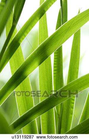 Green? Leaves, Growing, Exuberating, Plants, Plant, Veins View Large Photo Image Stock Photo - Green? Leaves, Growing, Exuberating, Plants, Plant, Veins. Fotosearch