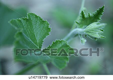 Stock Photo - Green? Leaves, Plant, Grapes, Vein, Growing, Veins, Exuberating. Fotosearch