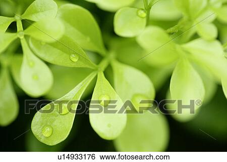 Green? Leaves, Plants, Dripping, Condensing, Water, Veins View Large Photo Image Stock Photograph - Green? Leaves, Plants, Dripping, Condensing, Water, Veins. Fotosearch