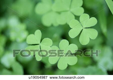 Stock Photo - Green? Leaves, White clover, Plant, Exuberating, Cool, Growing. Fotosearch