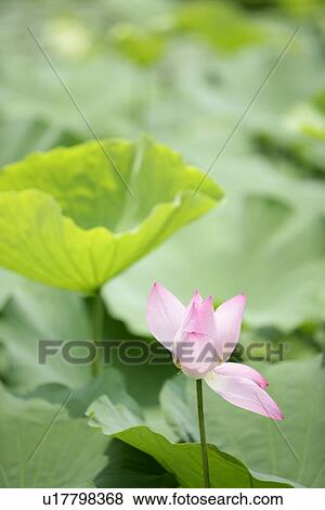 Stock Photo - Growing, Bud, Blossoming, Exuberating, Veins, Leaves. Fotosearch
