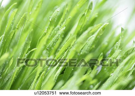 Growing, Cool, Leaf, Drip, Dropping, Plants, Veins View Large Photo Image Stock Image - Growing, Cool, Leaf, Drip, Dropping, Plants, Veins. Fotosearch