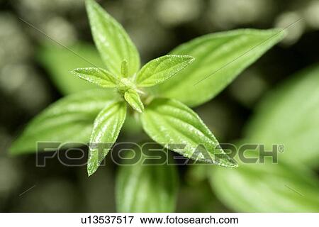 Growing, Exuberating, Veins, Green? Leaves, Leaves, Vein View Large Photo Image Stock Photo - Growing, Exuberating, Veins, Green? Leaves, Leaves, Vein. Fotosearch