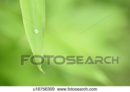 Growing, Green? Leaves, Condensing, Leaves, Leaf, Drip View Large Photo Image Stock Photo - Growing, Green? Leaves, Condensing, Leaves, Leaf, Drip. Fotosearch