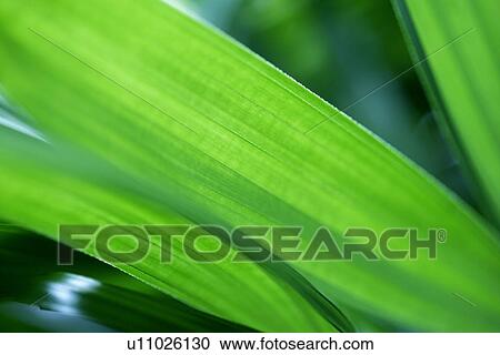 Growing, Leaf, Cool, Plant, Green? Leaves, Veins View Large Photo Image Stock Image - Growing, Leaf, Cool, Plant, Green? Leaves, Veins. Fotosearch