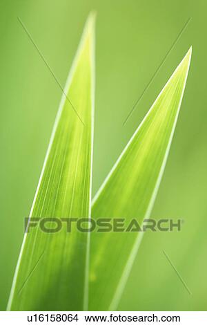Growing, Leaf, Cool, Plant, Plants View Large Photo Image Picture - Growing, Leaf, Cool, Plant, Plants. Fotosearch