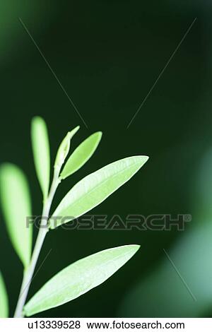 Growing, Leaf, Exuberating, Plants, Plant, Veins, Vein View Large Photo Image Stock Photo - Growing, Leaf, Exuberating, Plants, Plant, Veins, Vein. Fotosearch