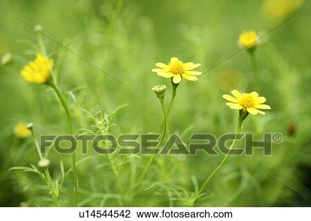 Stock Image - Growing, Leaves, Leaf, Flowers, Plants, Green? Leaves, Bud. Fotosearch