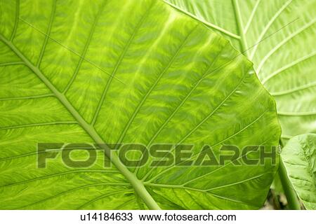 Growing, Plant, Exuberating, Vein, Plants, Veins View Large Photo Image Stock Image - Growing, Plant, Exuberating, Vein, Plants, Veins. Fotosearch