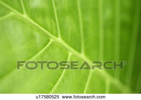 Stock Photography - Growing, Plants, Leaf, Cool, Leaves, Plant. Fotosearch