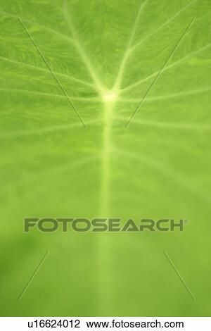 Growing, Veins, Leaf, Plant, Leaves, Vein View Large Photo Image Stock Image - Growing, Veins, Leaf, Plant, Leaves, Vein. Fotosearch