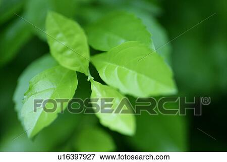 Growing, Veins, Leaves, Plant, Plants, Sprout, Leaf View Large Photo Image Stock Photo - Growing, Veins, Leaves, Plant, Plants, Sprout, Leaf. Fotosearch