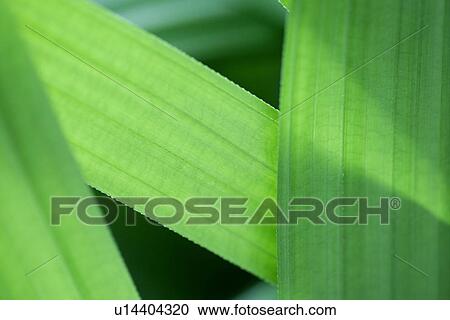 Growing, Veins, Plant, Green? Leaves, Vein, Leaf View Large Photo Image Stock Image - Growing, Veins, Plant, Green? Leaves, Vein, Leaf. Fotosearch