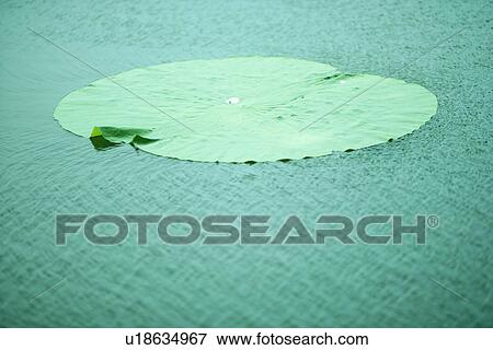 Stock Photo - Leaf, Plants, Growing, Exuberating, Green? Leaves. Fotosearch