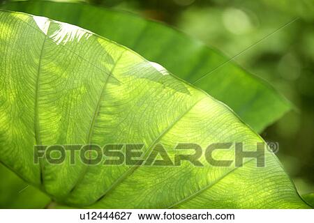 Stock Photo - Leaf, Plants, Vein, Growing, Green? Leaves, Exuberating. Fotosearch