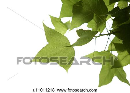 Stock Photo - Light, Plant, Glittering, Growing, Maple leaves, Vein. Fotosearch