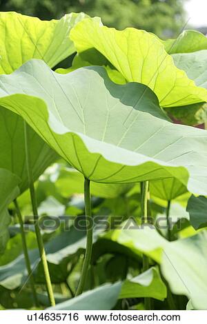 Stock Photograph - Lotus pond, Cool, Growing, Lotus leaves, Bud, Lotus. Fotosearch