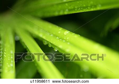 Plant, Condensing, Exuberating, Vein, Drip, Veins View Large Photo Image Stock Image - Plant, Condensing, Exuberating, Vein, Drip, Veins. Fotosearch