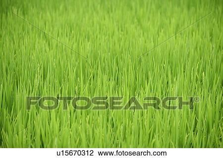 Stock Image - Plant, Cool, Rice field, Leaf, Leaves. Fotosearch