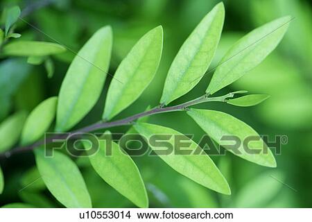 Picture - Plant, Exuberating, Growing, Green? Leaves, Vein, Plants. Fotosearch