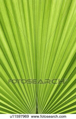 Plant, Exuberating, Veins, Green? Leaves, Leaf, Growing View Large Photo Image Stock Photo - Plant, Exuberating, Veins, Green? Leaves, Leaf, Growing. Fotosearch