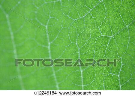 Plant, Green? Leaves, Leaf, Veins, Leaves, Growing View Large Photo Image Picture - Plant, Green? Leaves, Leaf, Veins, Leaves, Growing. Fotosearch