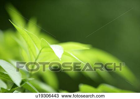 Plant, Growing, Vein, Leaves, Exuberating, Leaf View Large Photo Image Stock Image - Plant, Growing, Vein, Leaves, Exuberating, Leaf. Fotosearch