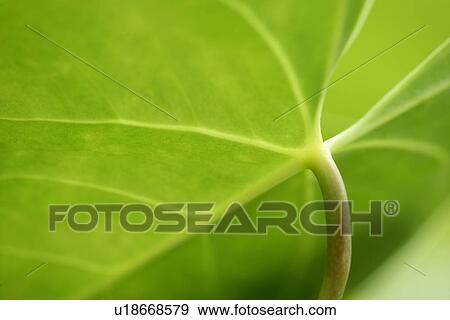 Plant, Leaf, Green? Leaves, Veins, Leaves View Large Photo Image Stock Photo - Plant, Leaf, Green? Leaves, Veins, Leaves. Fotosearch