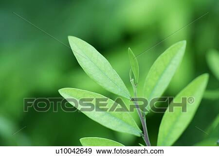 Stock Photo - Plant, Leaf, Plants, Sprout, Cool, Green? Leaves. Fotosearch