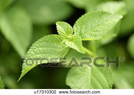 Plant, Leaves, Leaf, Green? Leaves, Cool, Exuberating View Large Photo Image Stock Image - Plant, Leaves, Leaf, Green? Leaves, Cool, Exuberating. Fotosearch