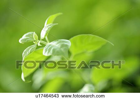 Stock Image - Plant, Leaves, Sprouts, Leaf, Plants. Fotosearch