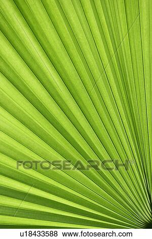 Plant, Plants, Exuberating, Cool, Leaf, Vein View Large Photo Image Stock Photo - Plant, Plants, Exuberating, Cool, Leaf, Vein. Fotosearch