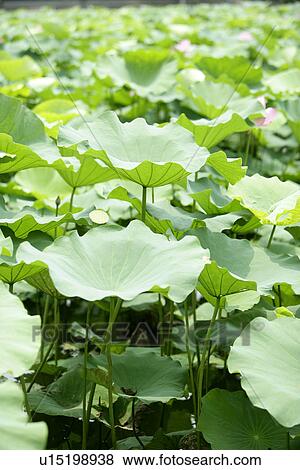 Stock Photo - Plants, Buds, Lotus leaves, Bud, Growing, Leaf, Lotus leaf. Fotosearch