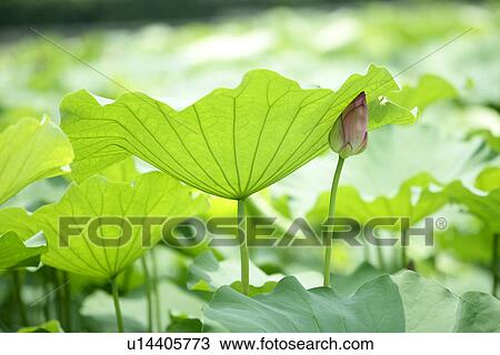 Stock Image - Plants, Exuberating, Plant, Vein, Lotus, Blossoming. Fotosearch