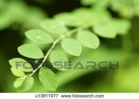 Plants, Grass, Plant, Growing, Leaves, Vein View Large Photo Image Stock Photo - Plants, Grass, Plant, Growing, Leaves, Vein. Fotosearch